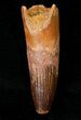 Spinosaurus Tooth - Aquatic Dinosaur #16994-1